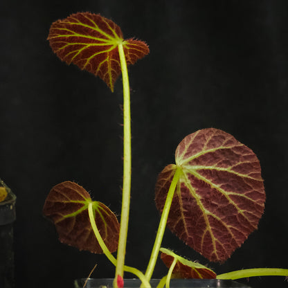 Begonia chloroneura