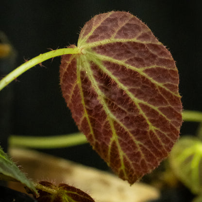 Begonia chloroneura