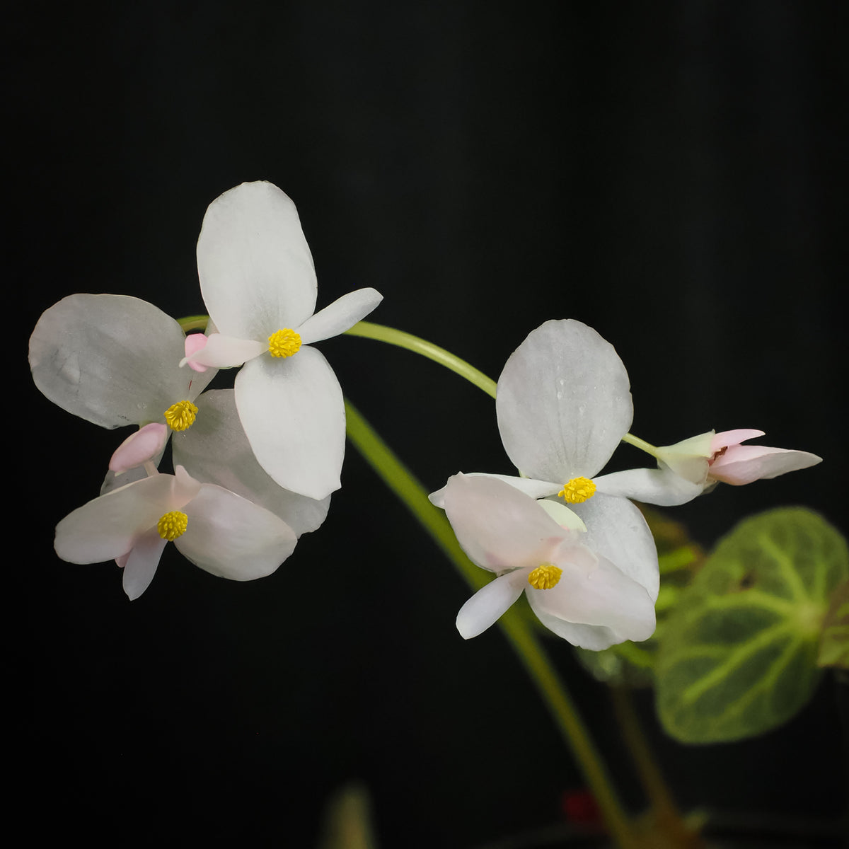 Begonia chloroneura