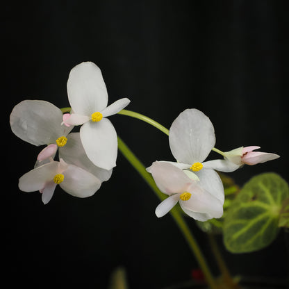 Begonia chloroneura