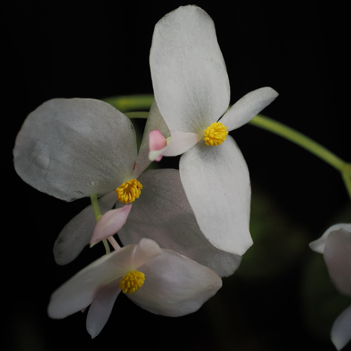 Begonia chloroneura