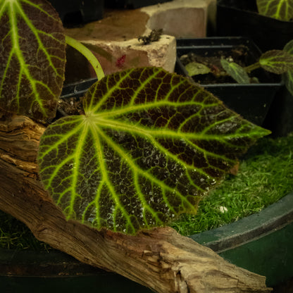 Begonia chloroneura