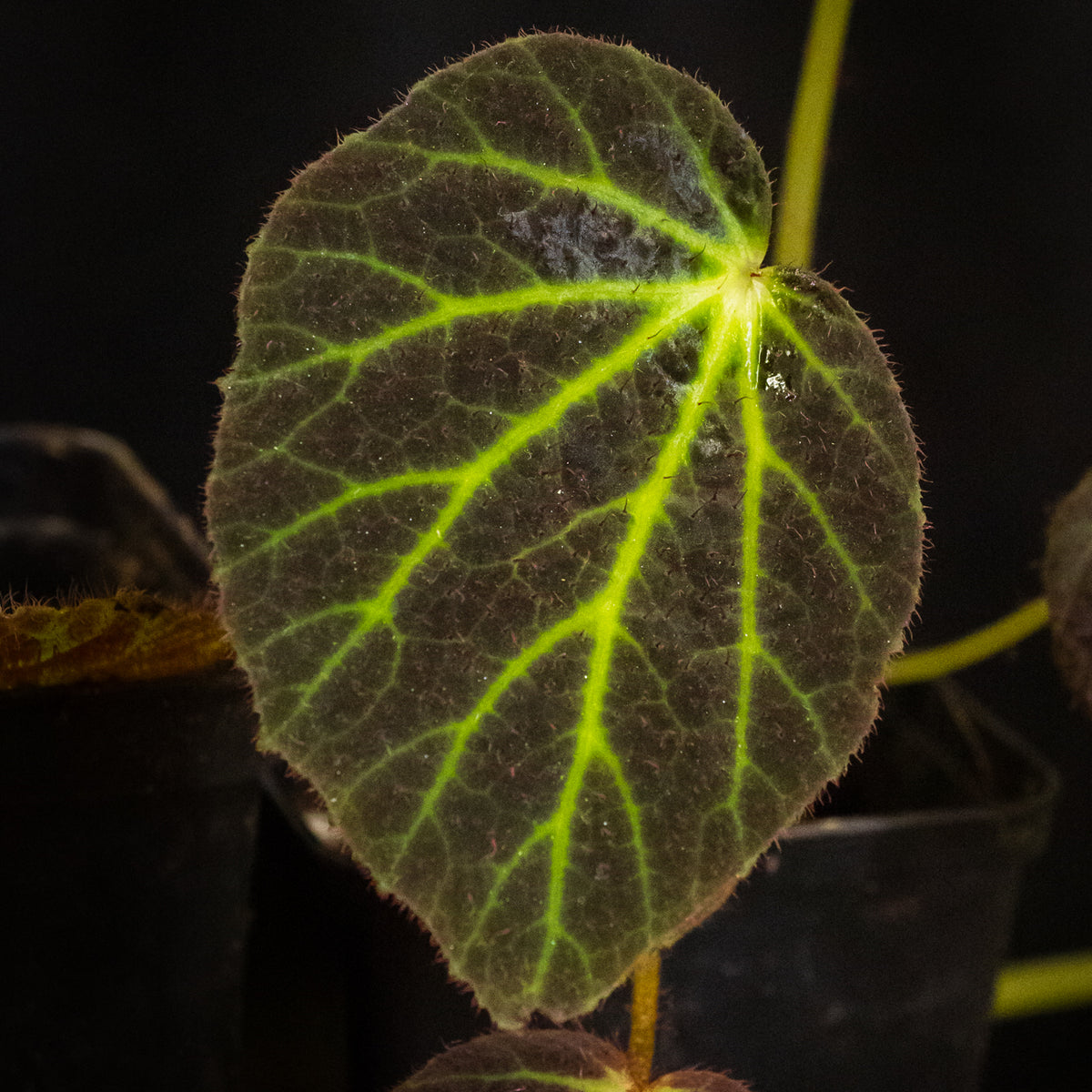 Begonia chloroneura