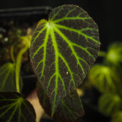 Begonia chloroneura