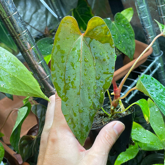 Anthurium papillilaminum “Marshellini” x “Dadbod”
