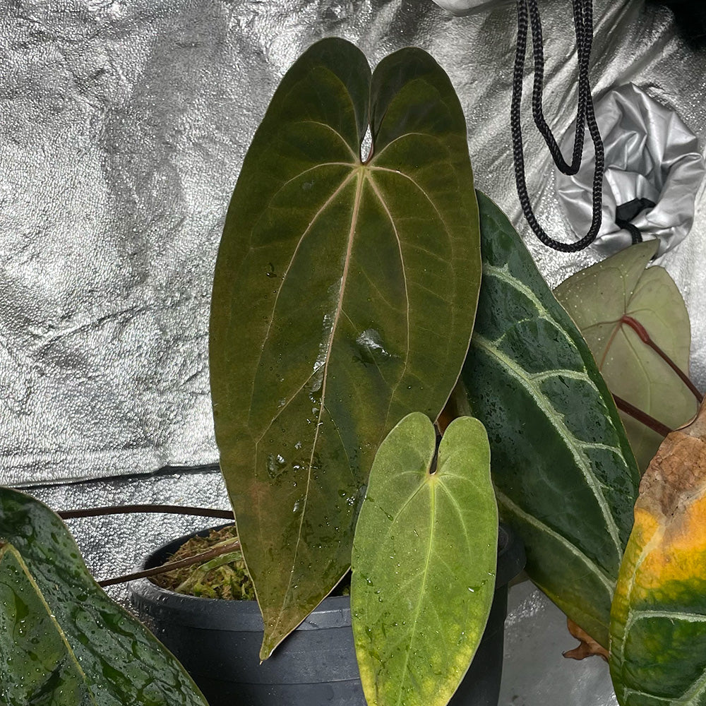 Anthurium papillilaminum “Marshellini” x “Dadbod”