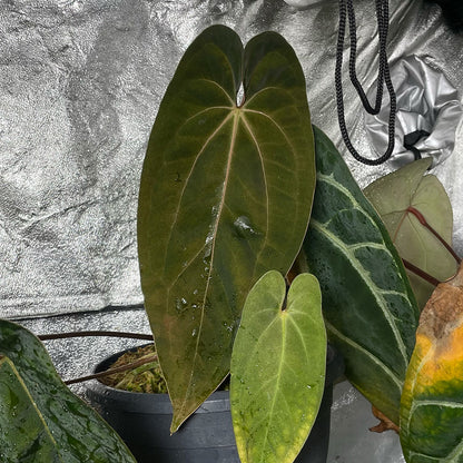 Anthurium papillilaminum “Marshellini” x “Dadbod”