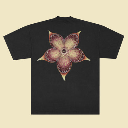 Edithcolea grandis - T-Shirt