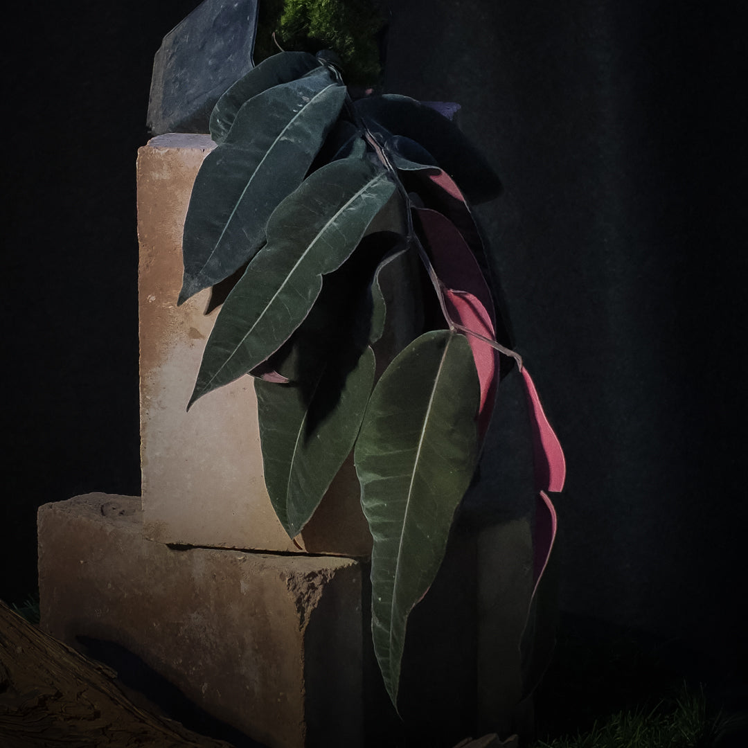 A potted plant (marcgravia el coca) with almost black leaves and pinkish-red undersides, displayed on stacked stone blocks against a dark background.