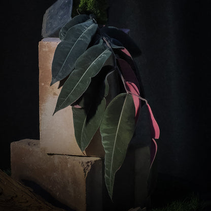A potted plant (marcgravia el coca) with almost black leaves and pinkish-red undersides, displayed on stacked stone blocks against a dark background.