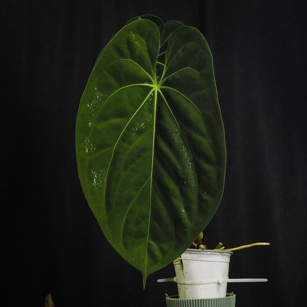 Anthurium papillilaminum 'Karin Pap×'