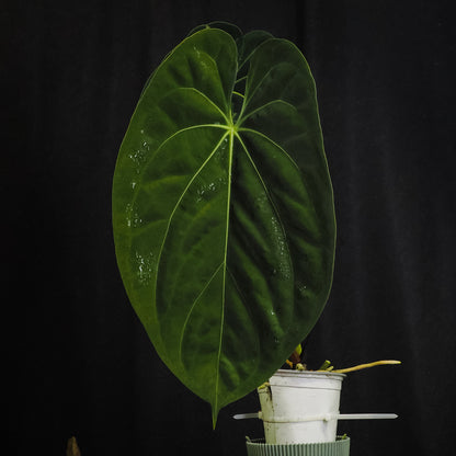 Anthurium papillilaminum 'Karin Pap×'