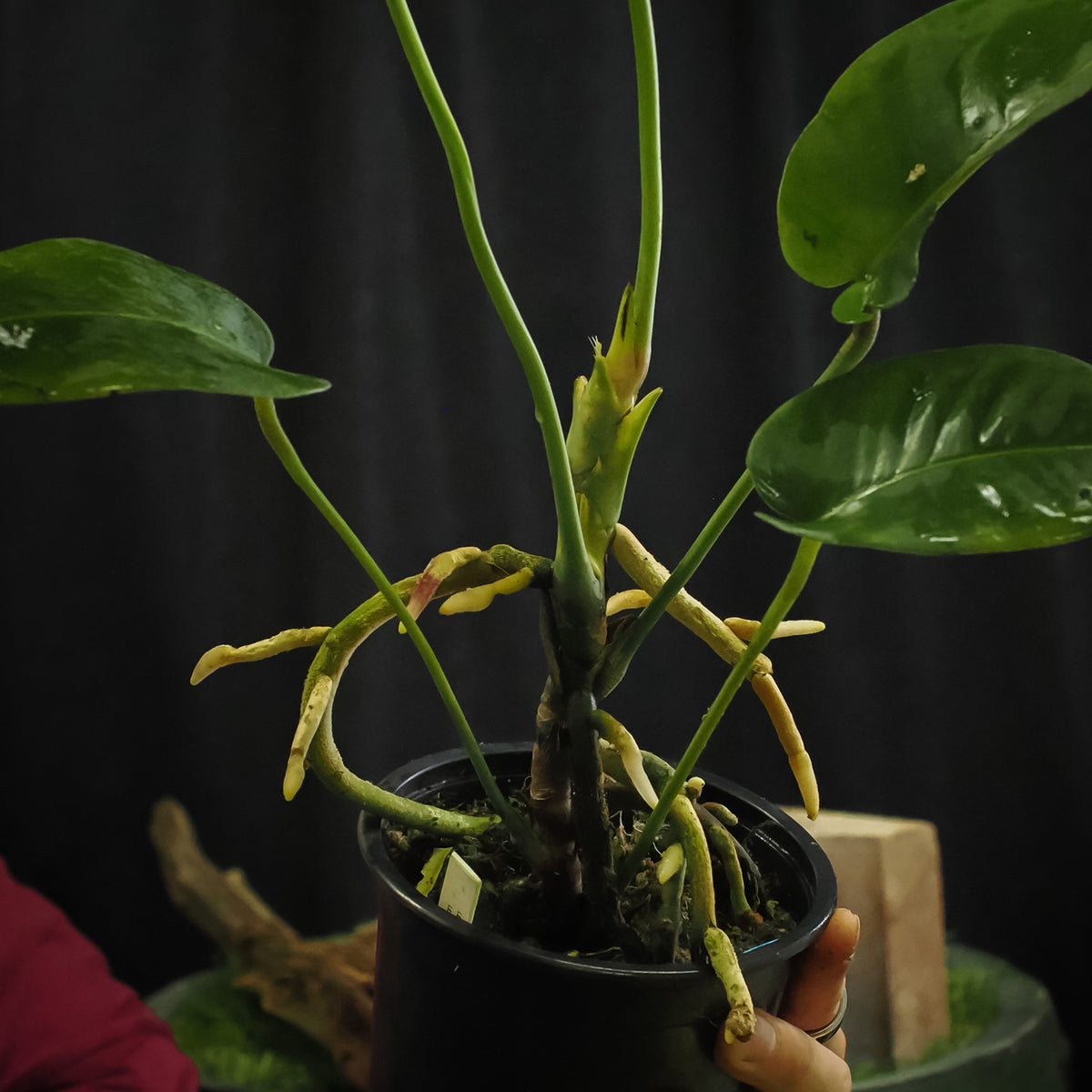 Anthurium parasiticum