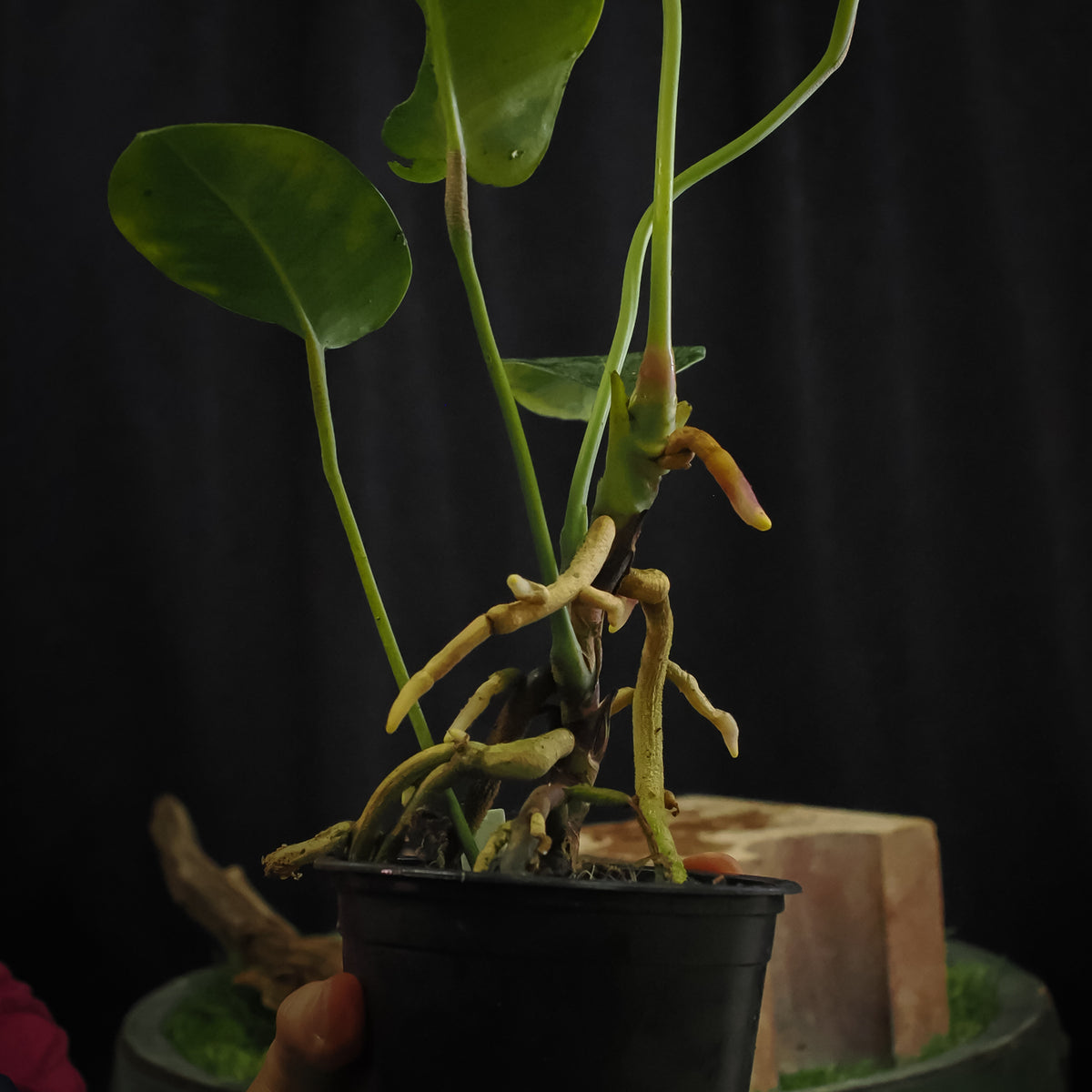 Anthurium parasiticum