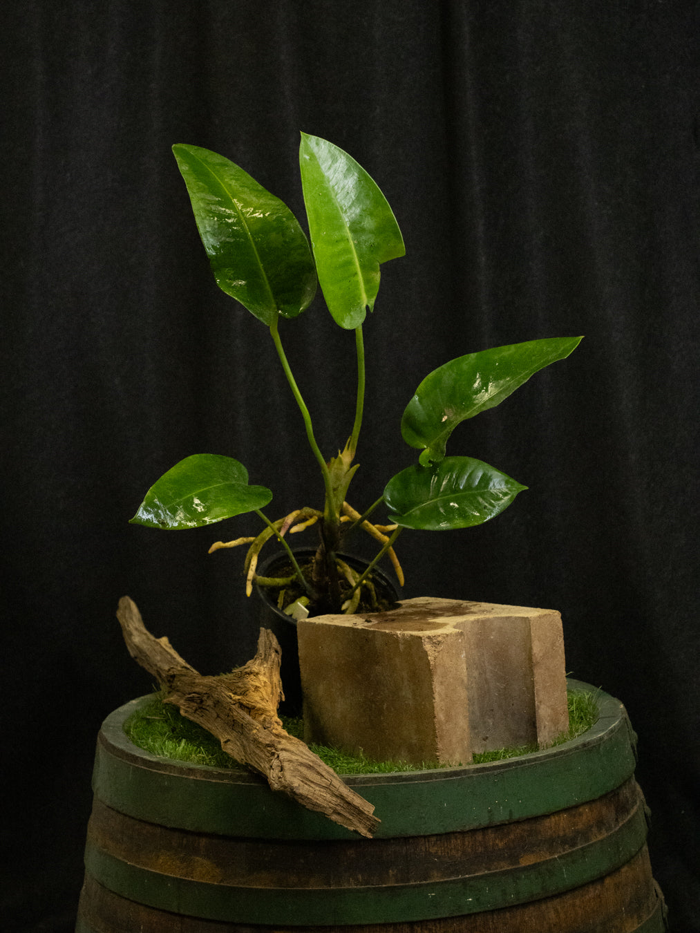 Anthurium parasiticum