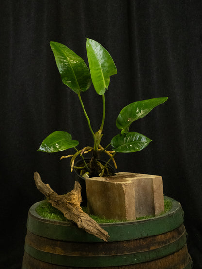 Anthurium parasiticum