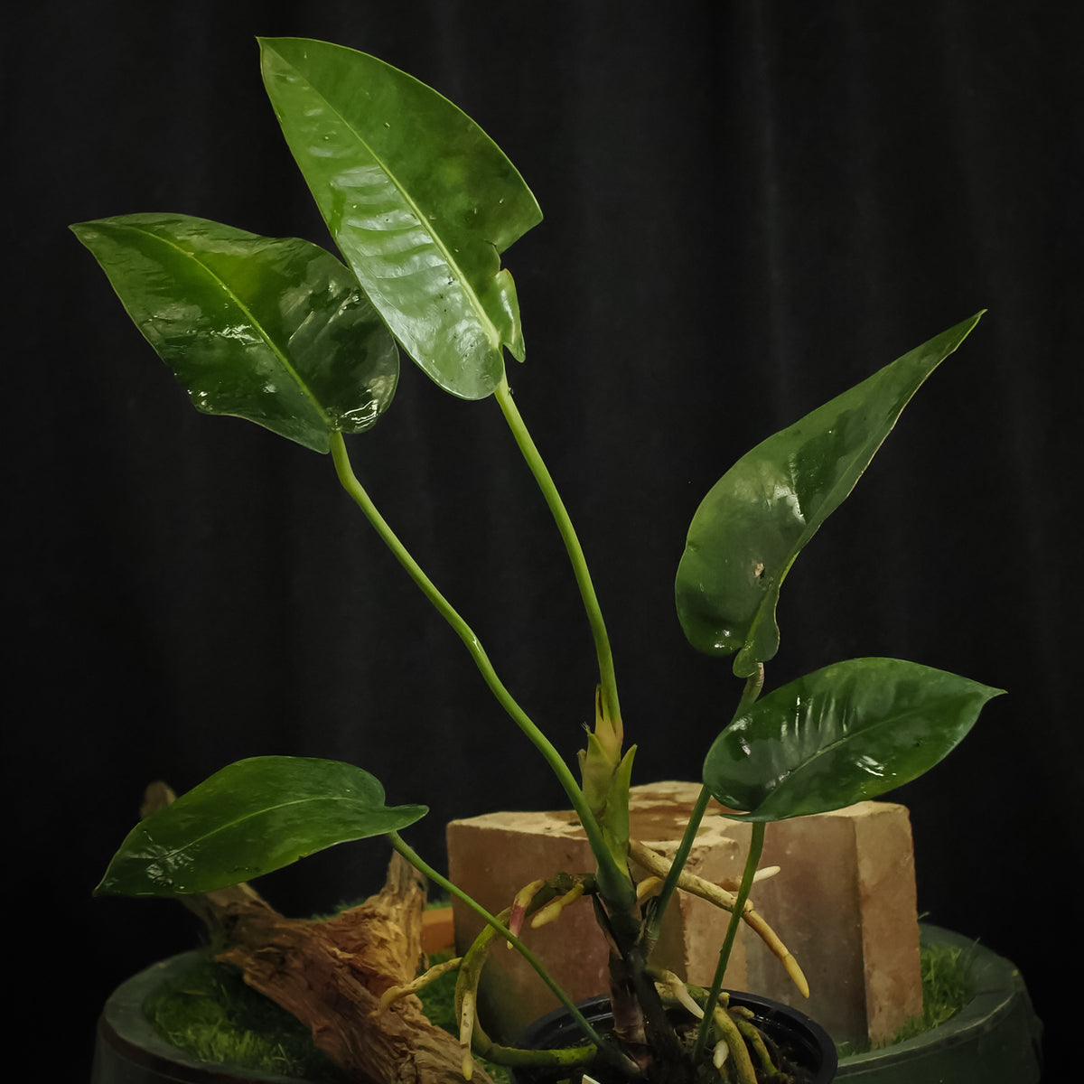 Anthurium parasiticum