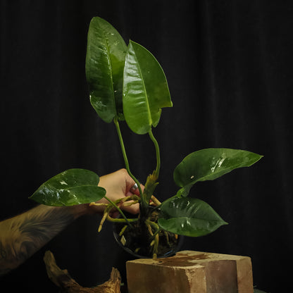 Anthurium parasiticum