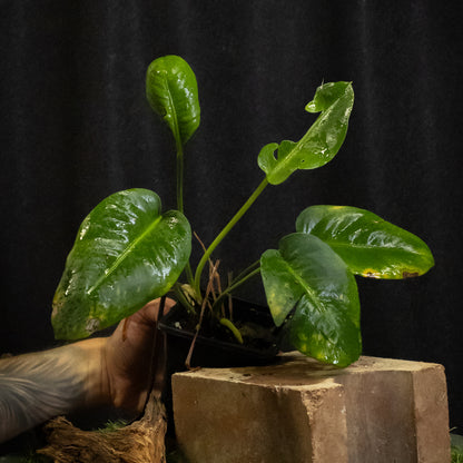Anthurium parasiticum