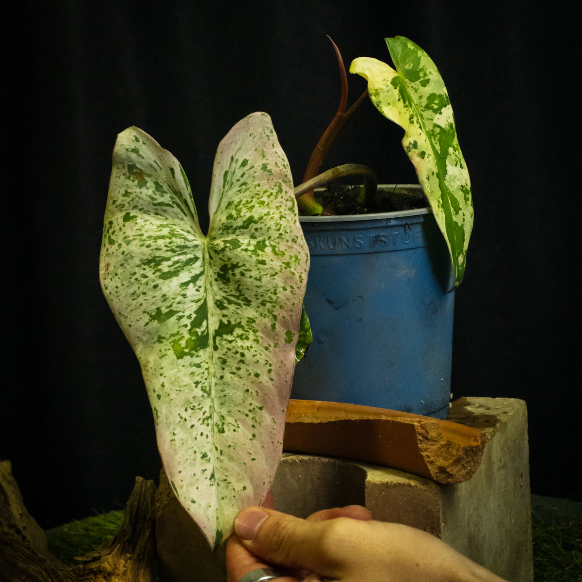 Philodendron ilsemanii
