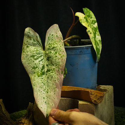 Philodendron ilsemanii