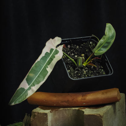 Philodendron atabapoense variegated