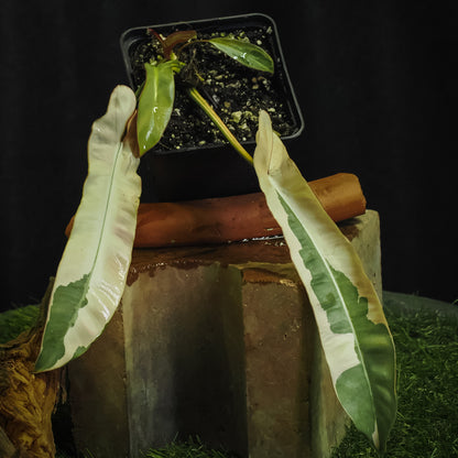 Philodendron atabapoense variegated