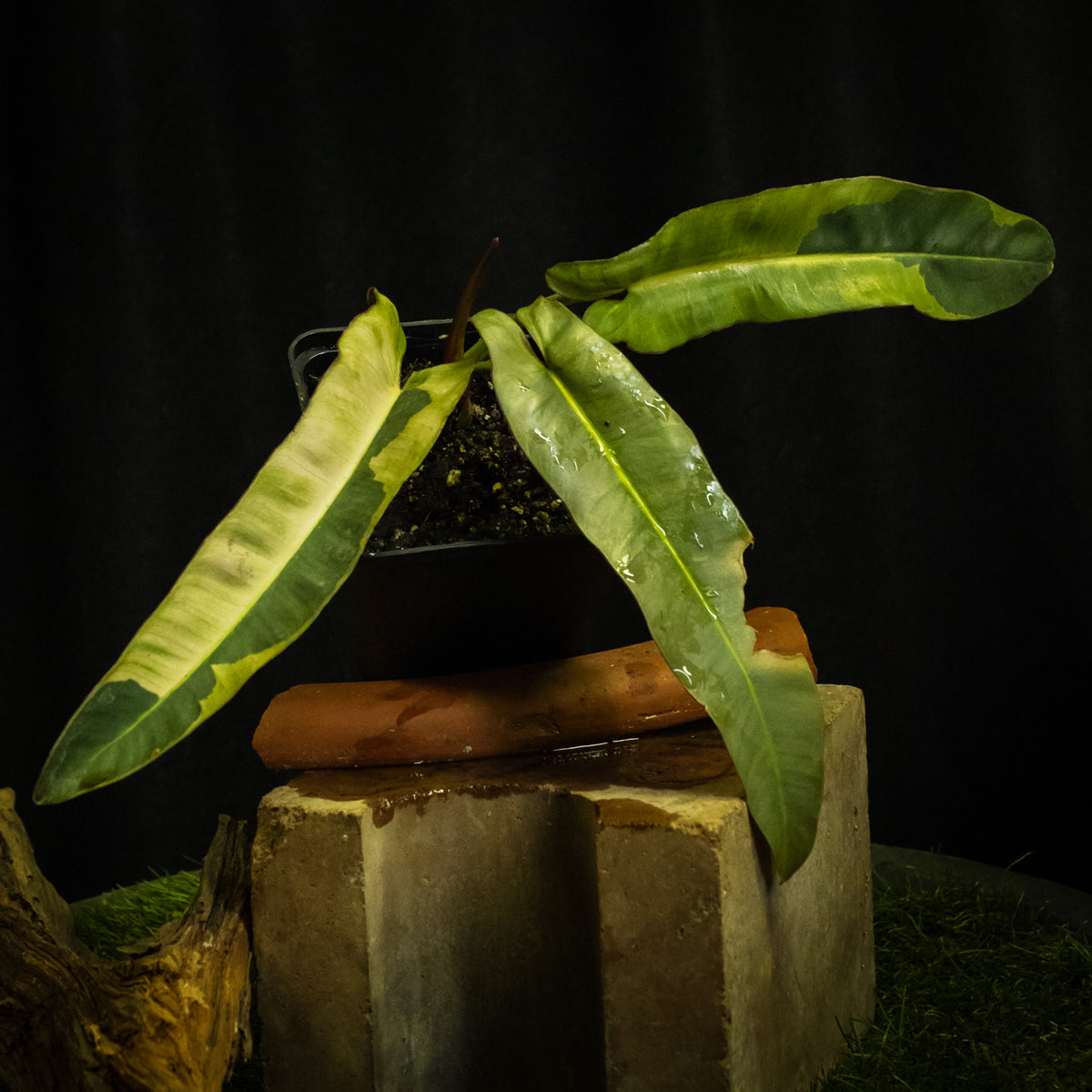 Philodendron atabapoense variegated