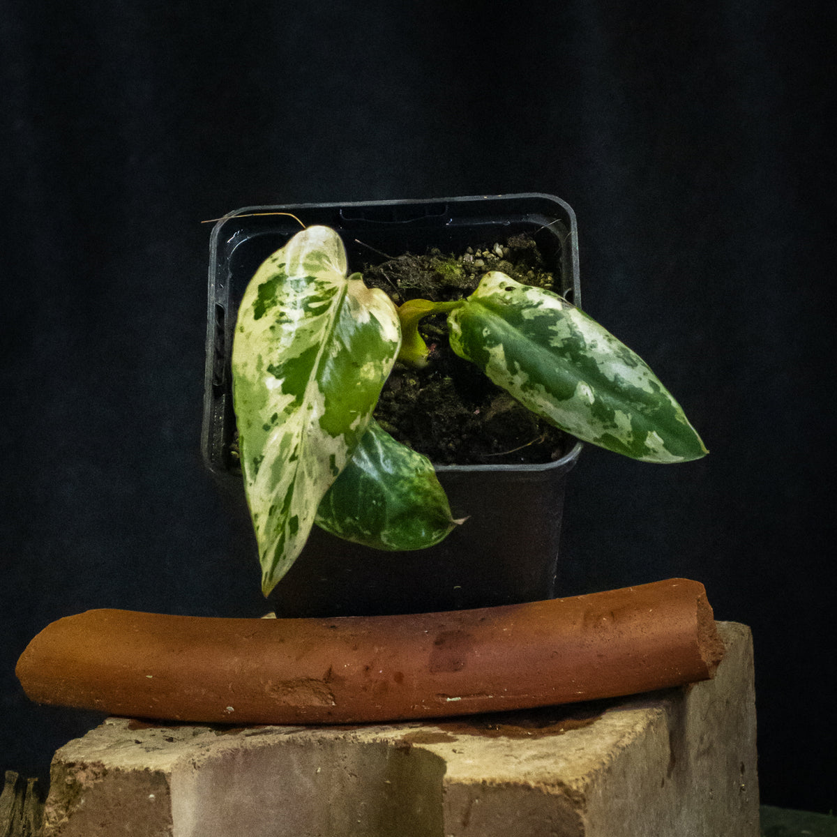 Philodendron ilsemanii