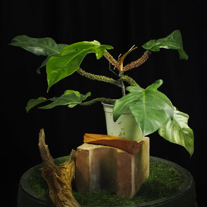 Philodendron squamiferum variegated