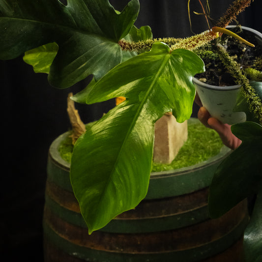 Philodendron squamiferum variegated