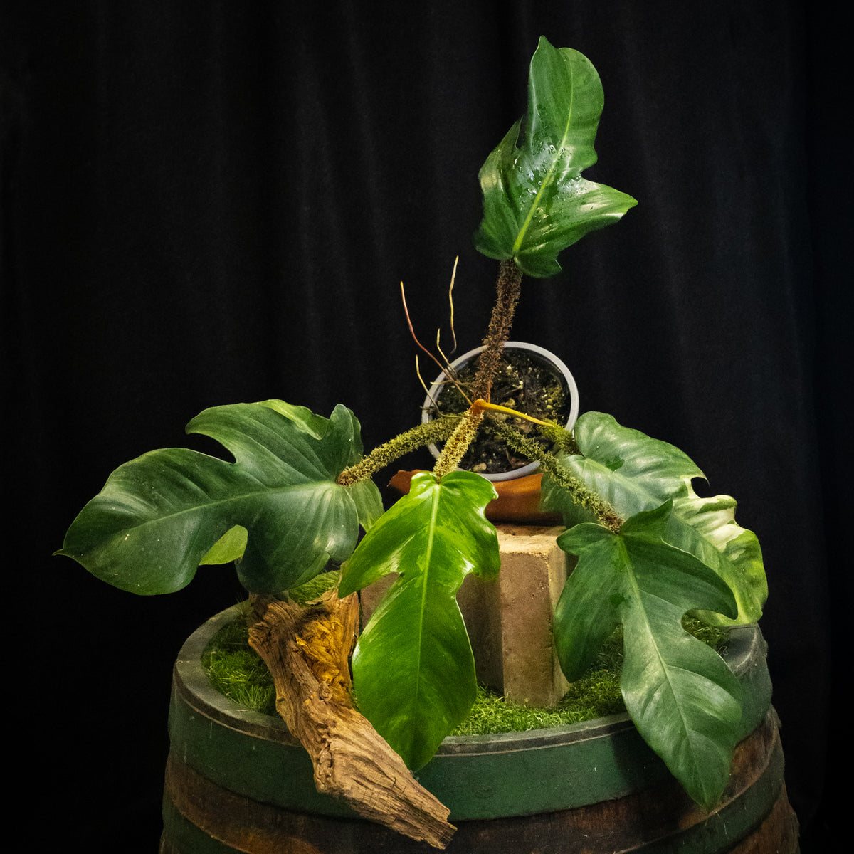 Philodendron squamiferum variegated