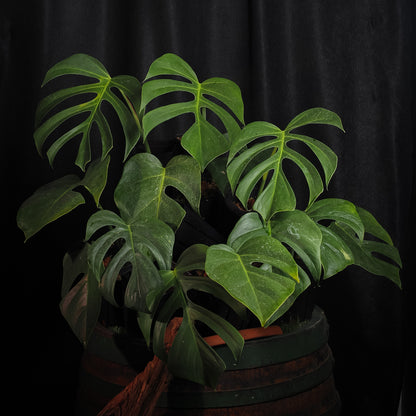 Monstera deliciosa Sieranna (Hawaiian)