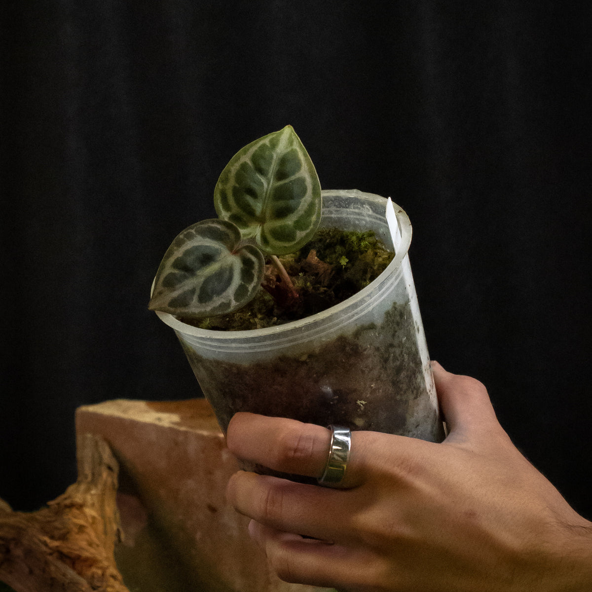 Anthurium 'Silver Blush' × 'Michelle'
