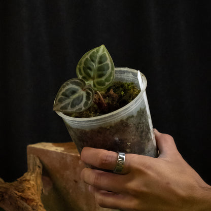 Anthurium 'Silver Blush' × 'Michelle'