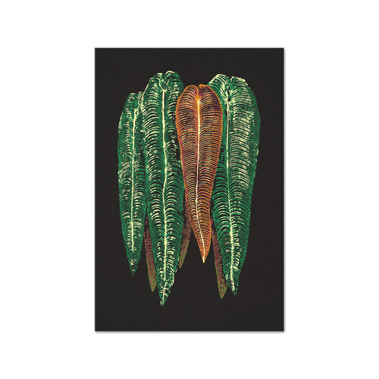 Anthurium veitchii Dark Print Fine Art Print