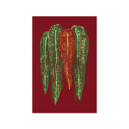 Anthurium veitchii Print Fine Art Print (Color variations)