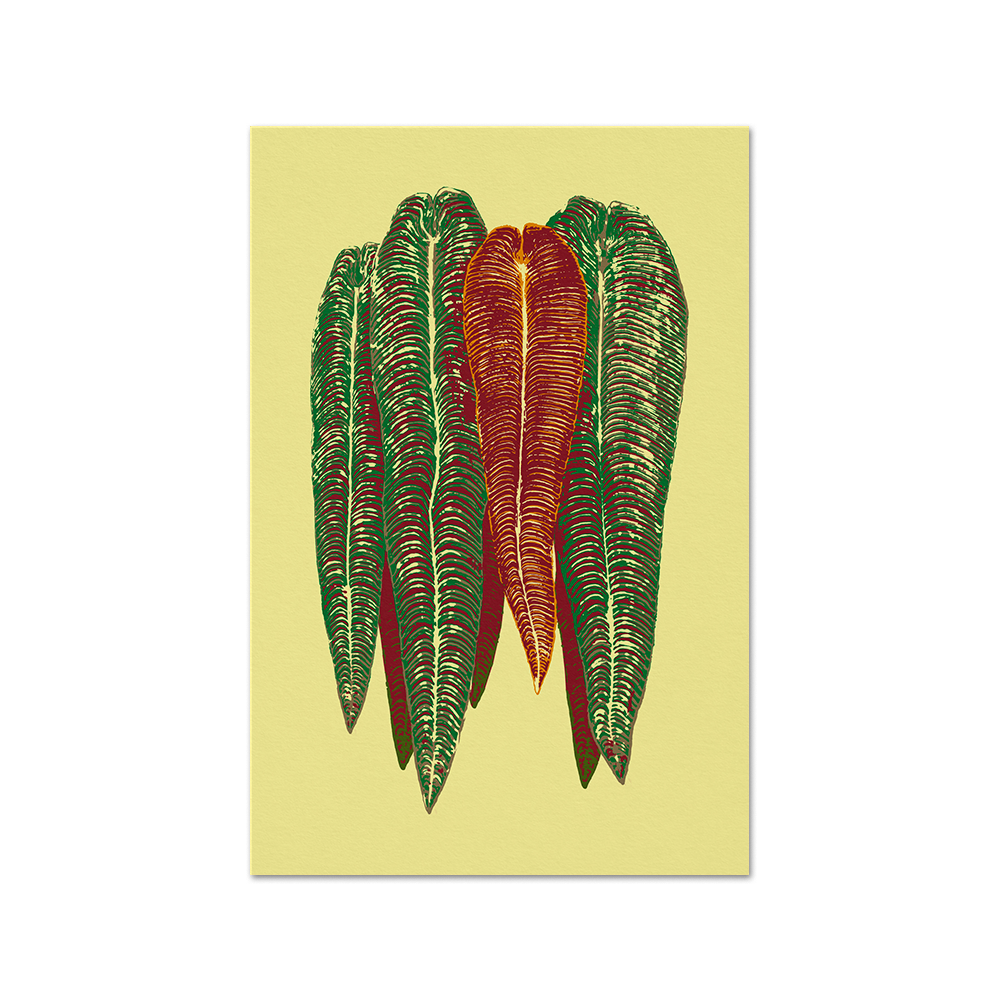 Anthurium veitchii Light Print