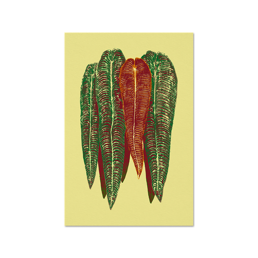 Anthurium veitchii Light Print
