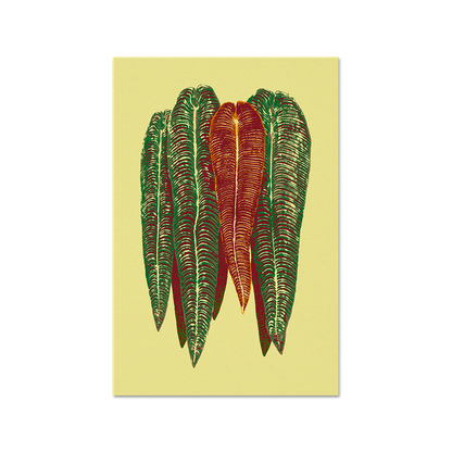 Anthurium veitchii Print Fine Art Print (Color variations)